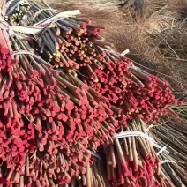 沙柳段（红柳）