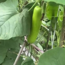 瓠瓜