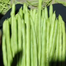 小金豆