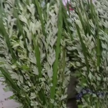自家农田新鲜艾草搭配菖蒲，现割现扎，叶子嫩绿，香味很足。