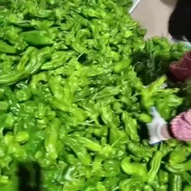 优质芜湖椒