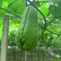 佛手瓜