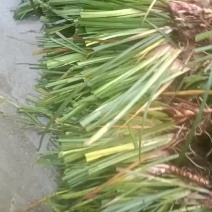 高产量石菖蒲苗，有需要的联系。保证质量，