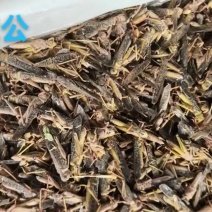 纯公蝗虫颜色好出数多适合烧烤穿串摆摊用