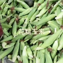 【福建甄选糯玉米】白-花糯玉米现摘现发品质保障诚信