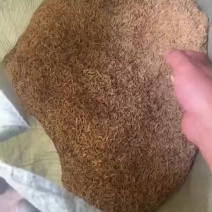 稻壳