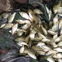 黄金鲫鱼苗一斤250尾