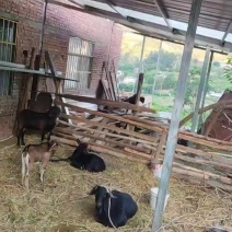 土散养黑山羊