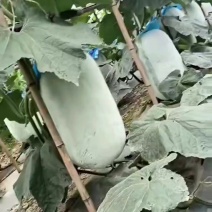 白皮吊冬瓜单瓜约30斤，可视频验证，可电话联系。