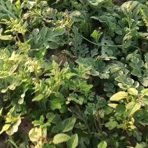 天津静海台头西瓜