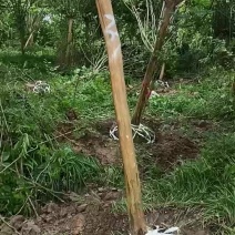 川红紫微