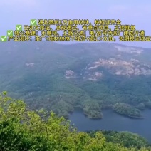 湖北万亩林权证齐全茶厂+文旅+碳汇整体招商合作