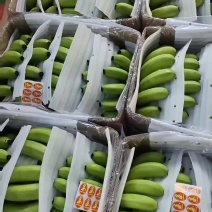 巴西蕉