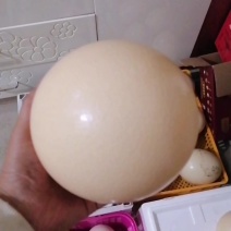 特种非洲鸵鸟蛋