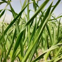 一点红蒜苗大量上市了，欢迎全国各地的新老客户前来洽谈选购