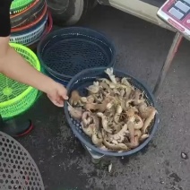 皮皮虾向南走
