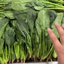 菠菜大量上市，各种超市和市场销售，量特别大价优