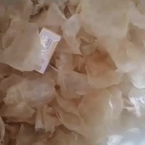 【精选鱼肚】花胶鱼胶小开片鱼肚长期有各种大量货源