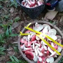 广西壮族自治区梧州藤县大红菌干