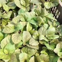 霍香苗