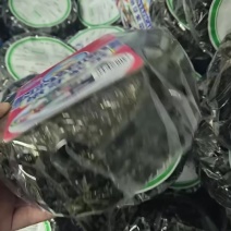 霞浦紫菜，无沙无盐