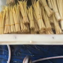 精品天然藕带A货