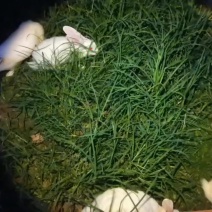 散养兔吃草长大