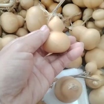 小美葫芦