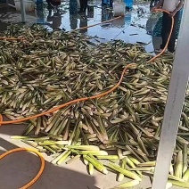 茭白大量上市供应批发质量第一保证价格优惠品种优良品种齐全