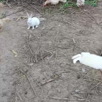 散养肉兔，需要私聊，直接发消息就行了，其他接收不到