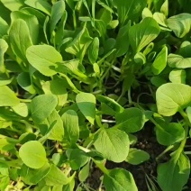 鸡毛菜