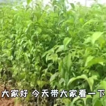 岗梅苗