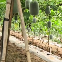 小米粉娃冬瓜2到5斤大量上市