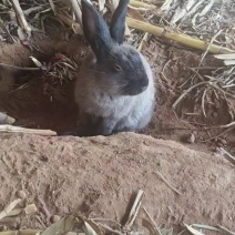 散养家兔肉