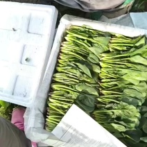 内蒙古大叶菠菜大量上市，原产地直发，保质保量，货源充足。