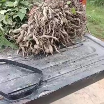 中药根茎类黄精种苗