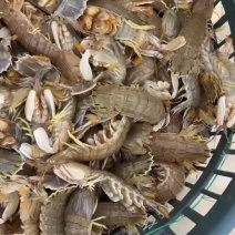 皮皮虾跟我走