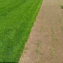 精品草皮，基地自产自销