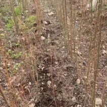 刺槐苗、保质保量产地直销欢迎各大老板采购