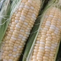 美玉18玉米！甜加糯！产地直发！保质保量！欢迎砸单！