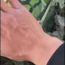吐鲁番甜王