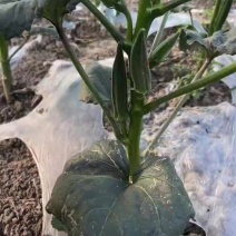 水果秋葵，大量上市。需要的老板可以长期合作。我们可以供货，