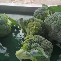 文水西兰花上市，
