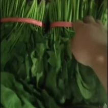 菠菜