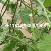 园艺种植葎草拉拉秧割人藤葛葎蔓拉拉藤四季绿植