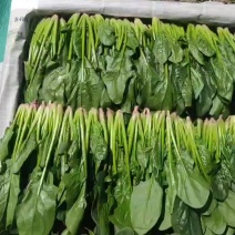精品山东小叶菠菜常年供应市场批发电商团购便宜量大从优