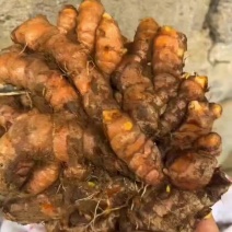 广西秋姜黄