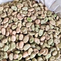 精品蚕豆新货大量上市供应需要的老板联系我