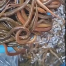 黄鳝苗