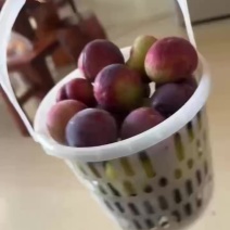 我这里有李子什么品种的李子都有